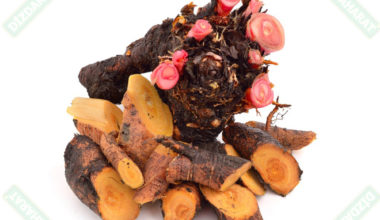 Beyaz-uckun-koku-ogutulmus