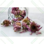 Ekinezya - 50 gr - Görsel 2