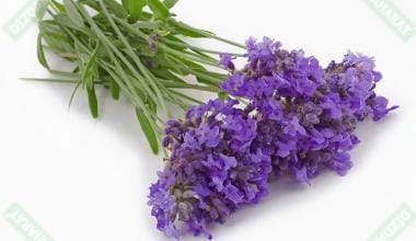 Lavanta hoş kokulu kurutulmuş çiçek - Dizdar Baharat