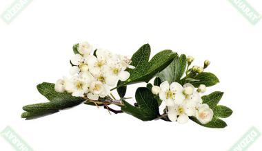 Alıç Çiçeği  50 gr