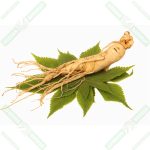 Beyaz Ginseng Panax (Kök) 100 gr - Görsel 2