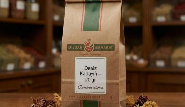 deniz-kadayifi
