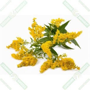 dizdar-altin-basak-otu-