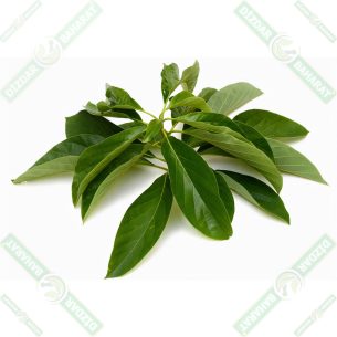 dizdar-avakado-yapragi