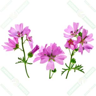 dizdar-baharat-ebegumeci-50-gr-1