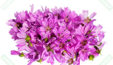 dizdar-baharat-ebegumeci-50-gr-2