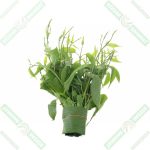 dizdar-cinnema-gurmar