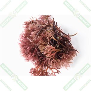 dizdar-deniz-kadayifi