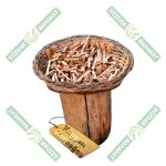 dizdar_kaygan_karaagac