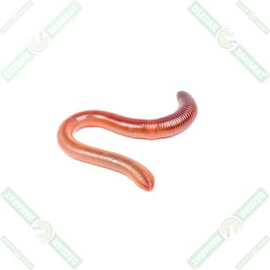 kaliforniya-solucani-yagi