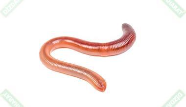 kaliforniya-solucani-yagi