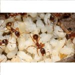 karinca-yumurtasi-yagi