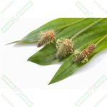 Karnıyarık Otu Tohumu 250 gr - Görsel 2