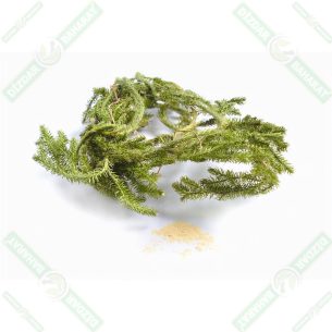 kurt-pencesi-kibrit-otu