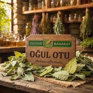 Oğul Otu