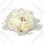 beyaz-karanfil-cicegi-esansi-