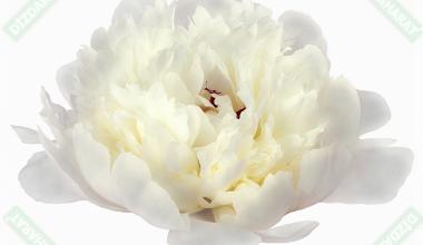 beyaz-karanfil-cicegi-esansi-