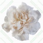 beyaz-karanfil-cicegi-esansi