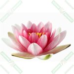 dizdar-lotus-cicegi-esansi