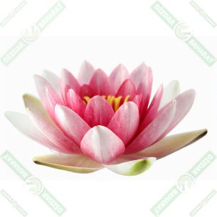 dizdar-lotus-cicegi-esansi