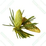 çam poleni-pine pollen