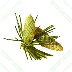 çam poleni-pine pollen