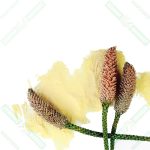 çam poleni-pine pollen