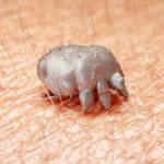 uyuz kremi | Aile Paketi <br> (4 Adet) Ekonomik <br> Kargo Dahil - Görsel 2